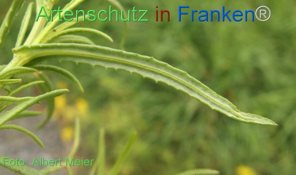 Copyright AiF - Albert Meier Bild zum Eintrag (78447-160)