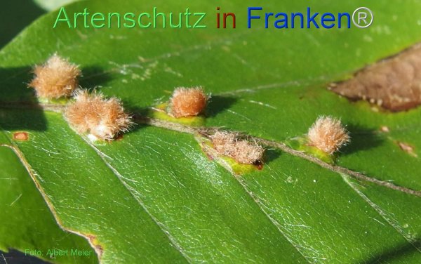 Copyright AiF - Albert Meier Bild zum Eintrag (78474-160)