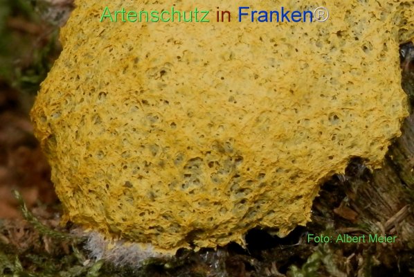 Copyright AiF - Albert Meier Bild zum Eintrag (78487-160)