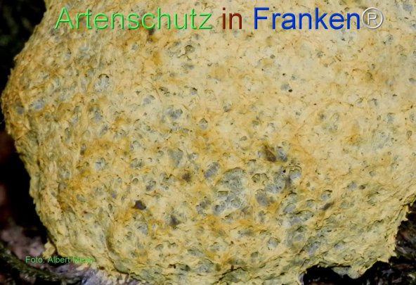 Copyright AiF - Albert Meier Bild zum Eintrag (78488-160)