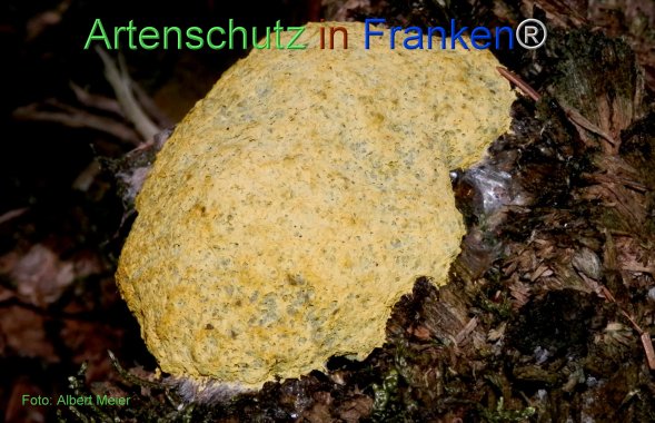 Copyright AiF - Albert Meier Bild zum Eintrag (78489-160)