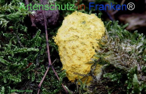 Copyright AiF - Albert Meier Bild zum Eintrag (78490-160)