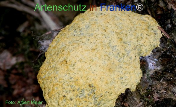 Copyright AiF - Albert Meier Bild zum Eintrag (78491-160)