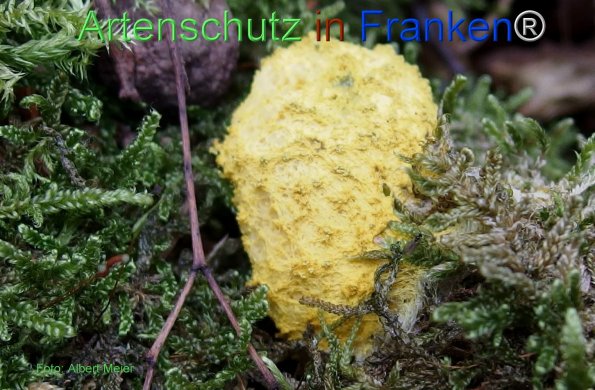 Copyright AiF - Albert Meier Bild zum Eintrag (78492-160)