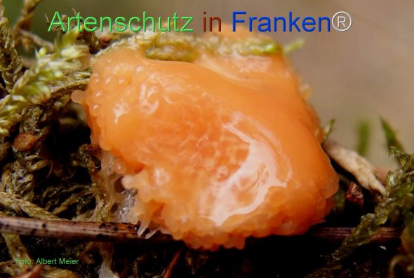 Copyright AiF - Albert Meier Bild zum Eintrag (78496-160)