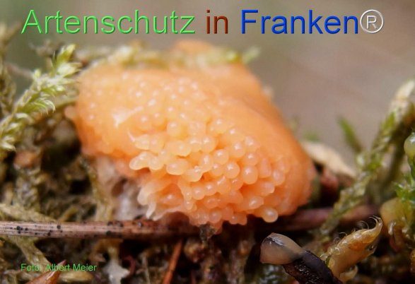 Copyright AiF - Albert Meier Bild zum Eintrag (78498-160)