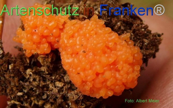 Copyright AiF - Albert Meier Bild zum Eintrag (78499-160)