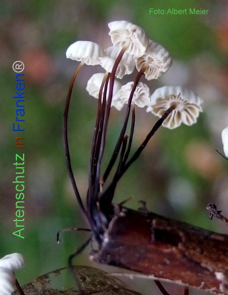 Copyright AiF - Albert Meier Bild zum Eintrag (78518-160)