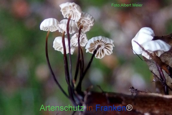 Copyright AiF - Albert Meier Bild zum Eintrag (78519-160)
