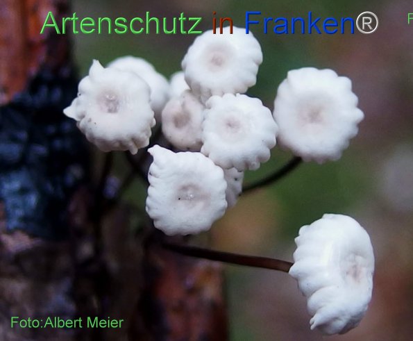 Copyright AiF - Albert Meier Bild zum Eintrag (78520-160)