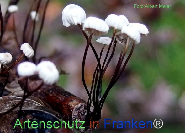 Copyright AiF - Albert Meier Bild zum Eintrag (78521-160)