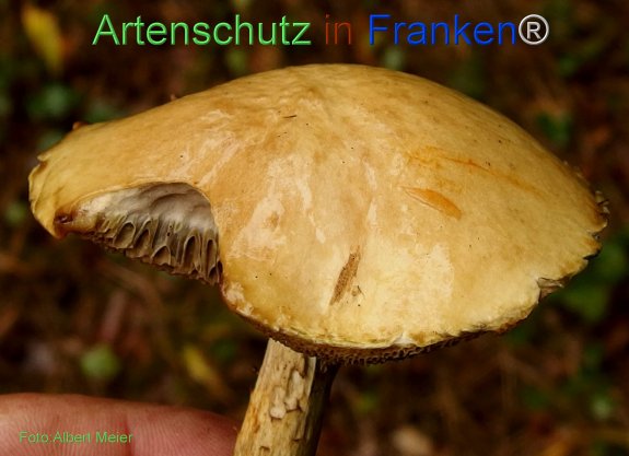 Copyright AiF - Albert Meier Bild zum Eintrag (78524-160)