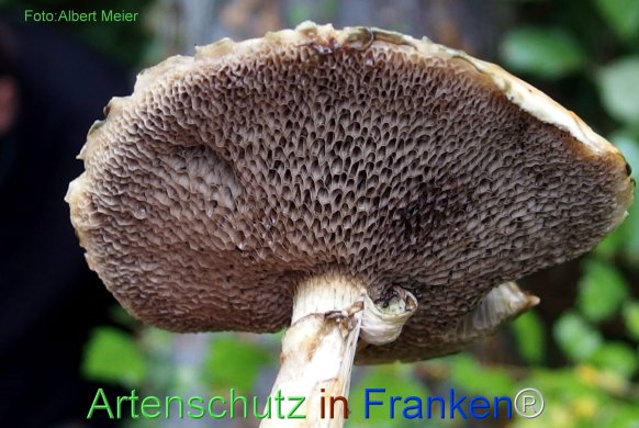 Copyright AiF - Albert Meier Bild zum Eintrag (78525-160)
