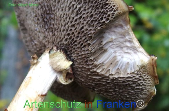 Copyright AiF - Albert Meier Bild zum Eintrag (78526-160)