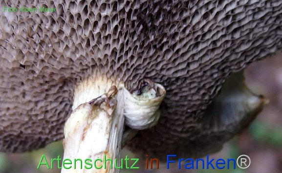 Copyright AiF - Albert Meier Bild zum Eintrag (78527-160)