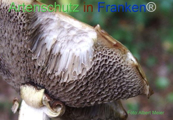 Copyright AiF - Albert Meier Bild zum Eintrag (78528-160)