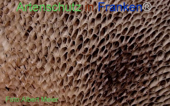 Copyright AiF - Albert Meier Bild zum Eintrag (78529-160)