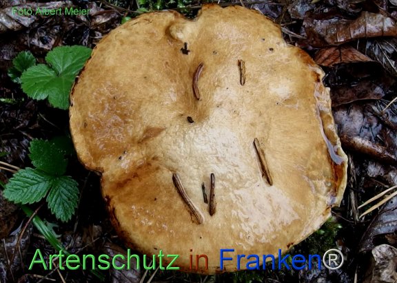 Copyright AiF - Albert Meier Bild zum Eintrag (78530-160)