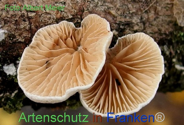Copyright AiF - Albert Meier Bild zum Eintrag (78535-160)