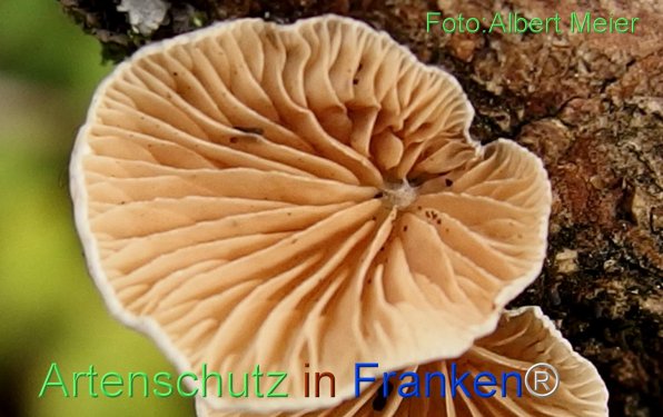Copyright AiF - Albert Meier Bild zum Eintrag (78536-160)