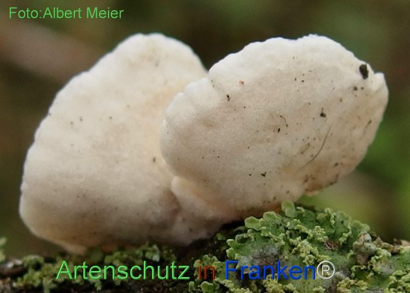 Copyright AiF - Albert Meier Bild zum Eintrag (78537-160)