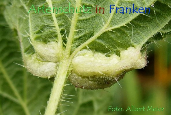 Copyright AiF - Albert Meier Bild zum Eintrag (78605-160)