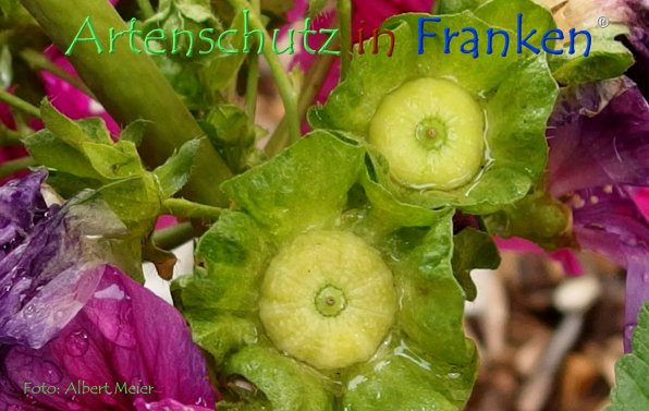 Copyright AiF - Albert Meier Bild zum Eintrag (78614-160)