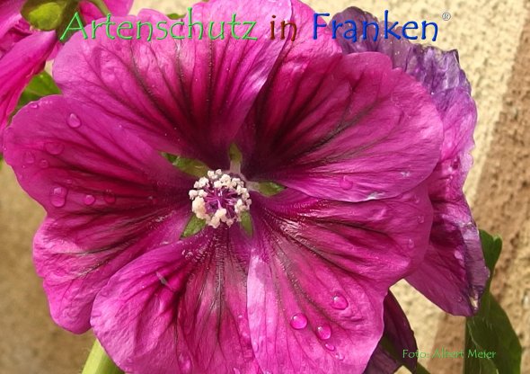 Copyright AiF - Albert Meier Bild zum Eintrag (78615-160)