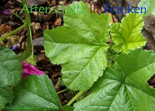 Copyright AiF - Albert Meier Bild zum Eintrag (78616-160)