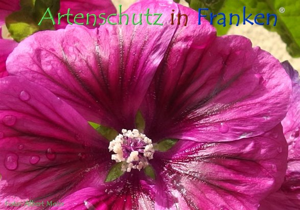 Copyright AiF - Albert Meier Bild zum Eintrag (78617-160)