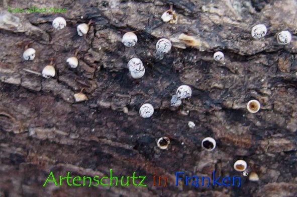 Copyright AiF - Albert Meier Bild zum Eintrag (78648-160)