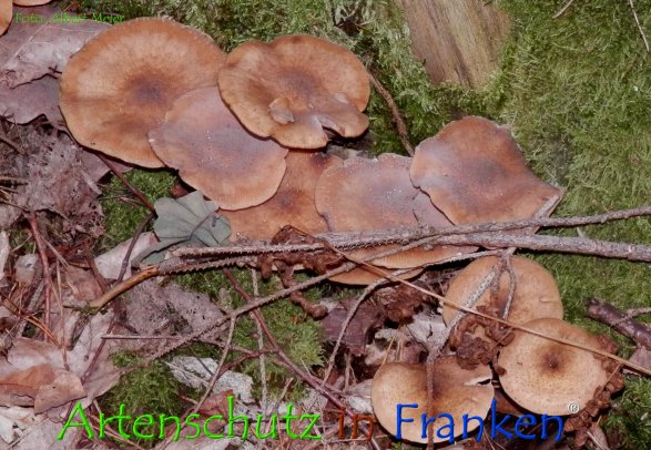 Copyright AiF - Albert Meier Bild zum Eintrag (78652-160)