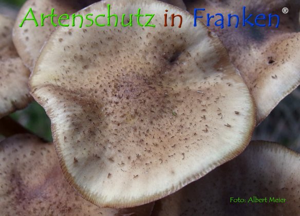 Copyright AiF - Albert Meier Bild zum Eintrag (78656-160)