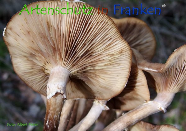 Copyright AiF - Albert Meier Bild zum Eintrag (78658-160)