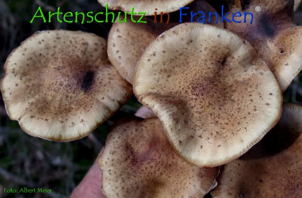 Copyright AiF - Albert Meier Bild zum Eintrag (78659-160)