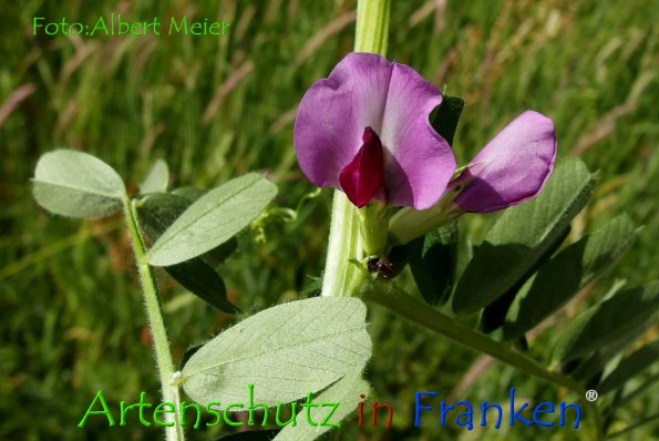 Copyright AiF - Albert Meier Bild zum Eintrag (78671-160)