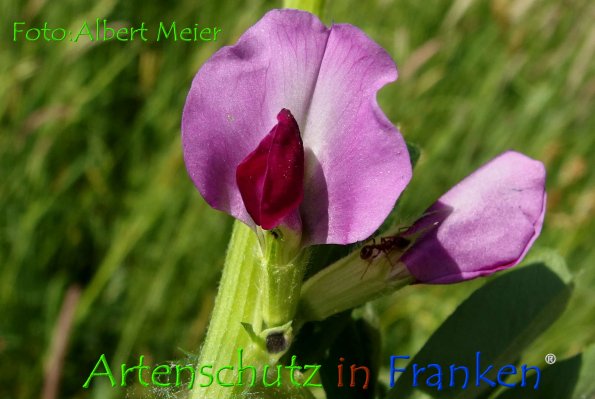 Copyright AiF - Albert Meier Bild zum Eintrag (78673-160)
