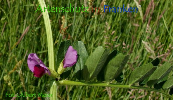 Copyright AiF - Albert Meier Bild zum Eintrag (78674-160)