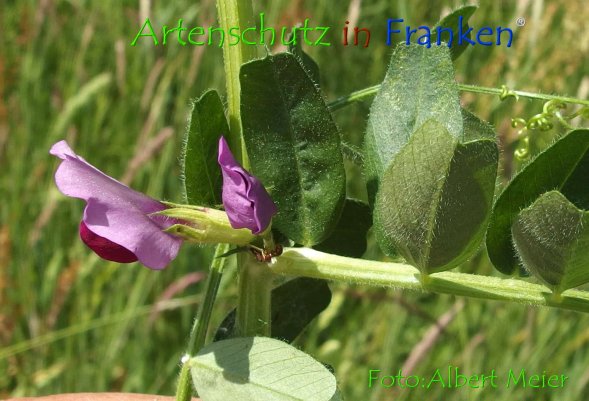 Copyright AiF - Albert Meier Bild zum Eintrag (78675-160)