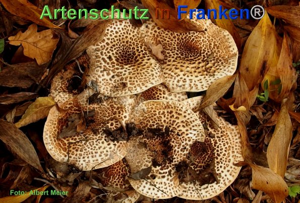 Copyright AiF - Albert Meier Bild zum Eintrag (78686-160)