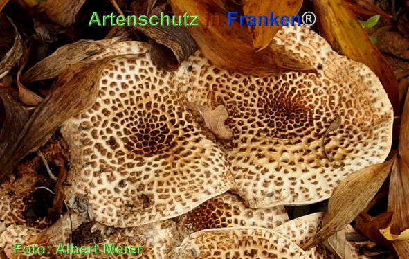 Copyright AiF - Albert Meier Bild zum Eintrag (78687-160)
