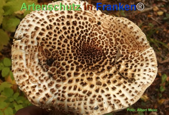 Copyright AiF - Albert Meier Bild zum Eintrag (78688-160)