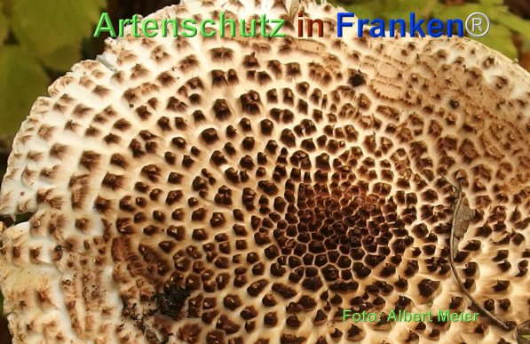 Copyright AiF - Albert Meier Bild zum Eintrag (78689-160)