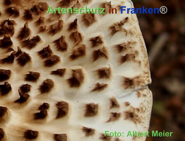 Copyright AiF - Albert Meier Bild zum Eintrag (78690-160)