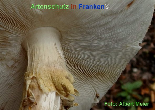 Copyright AiF - Albert Meier Bild zum Eintrag (78692-160)