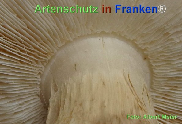 Copyright AiF - Albert Meier Bild zum Eintrag (78693-160)