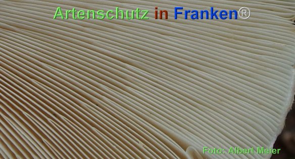 Copyright AiF - Albert Meier Bild zum Eintrag (78694-160)