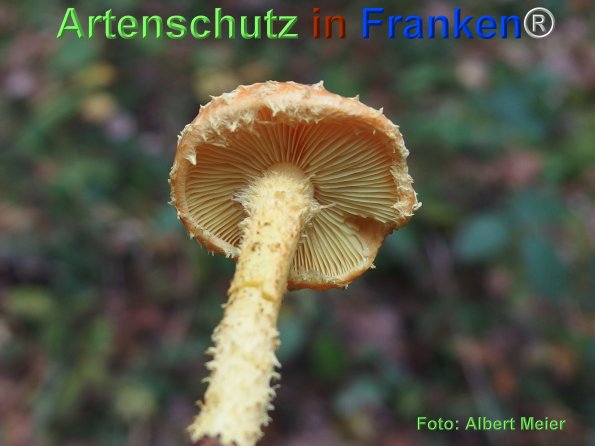 Copyright AiF - Albert Meier Bild zum Eintrag (78698-160)