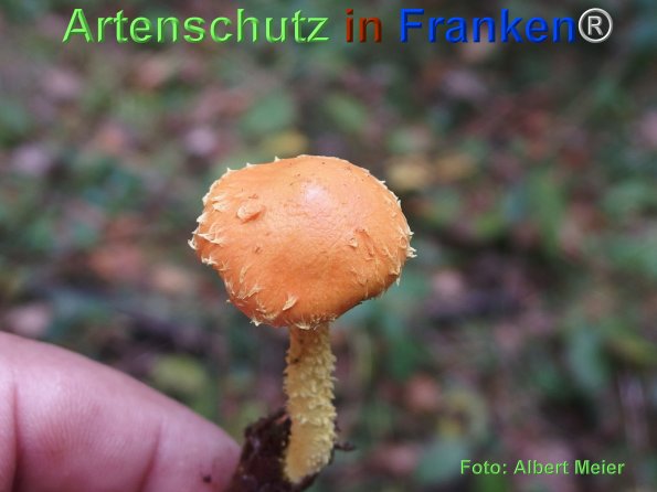 Copyright AiF - Albert Meier Bild zum Eintrag (78699-160)