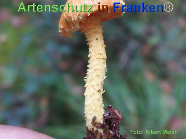 Copyright AiF - Albert Meier Bild zum Eintrag (78700-160)